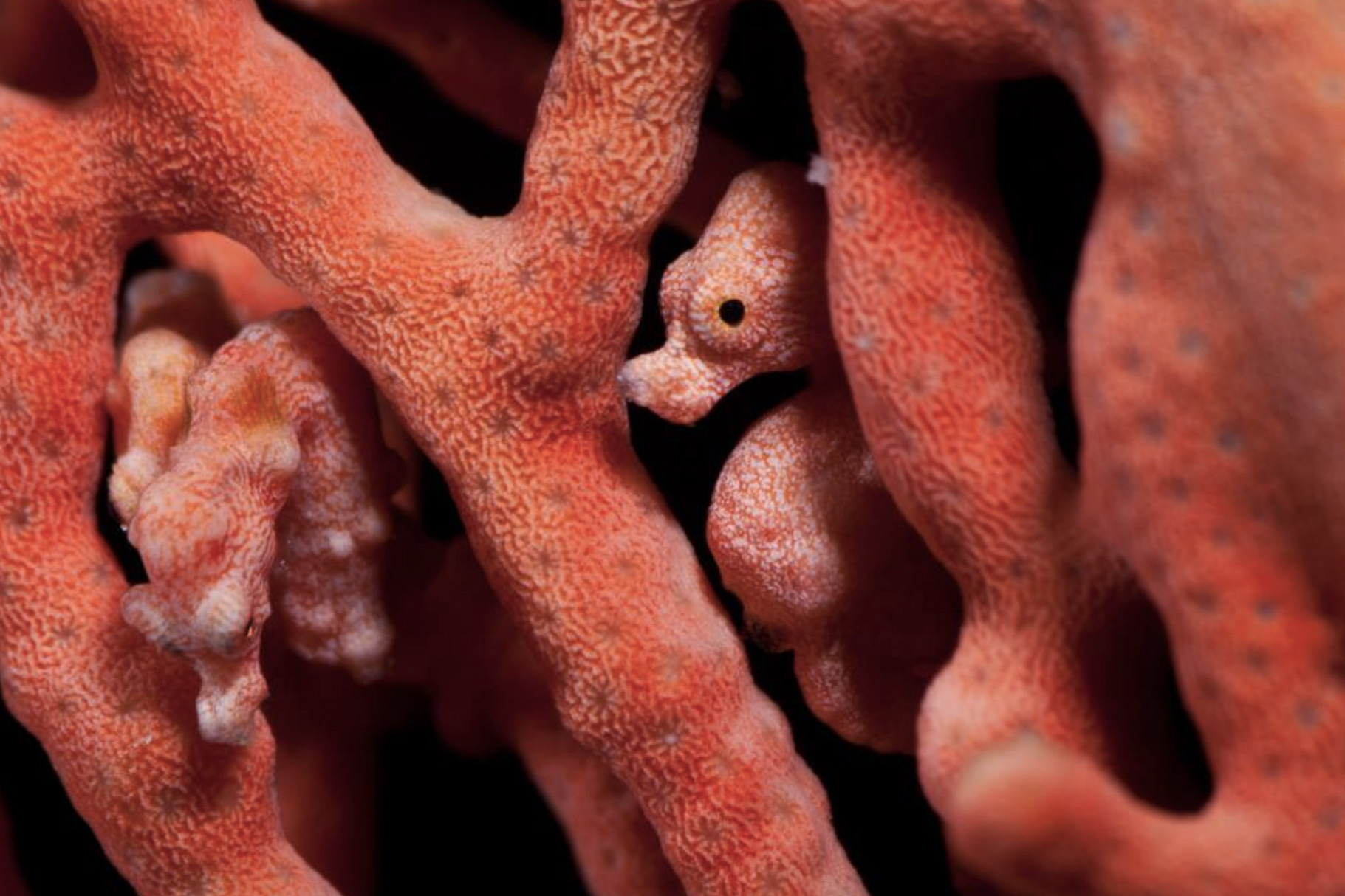 Croisière Indonésie 