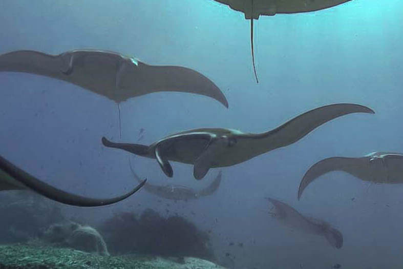 Croisière Indonésie 