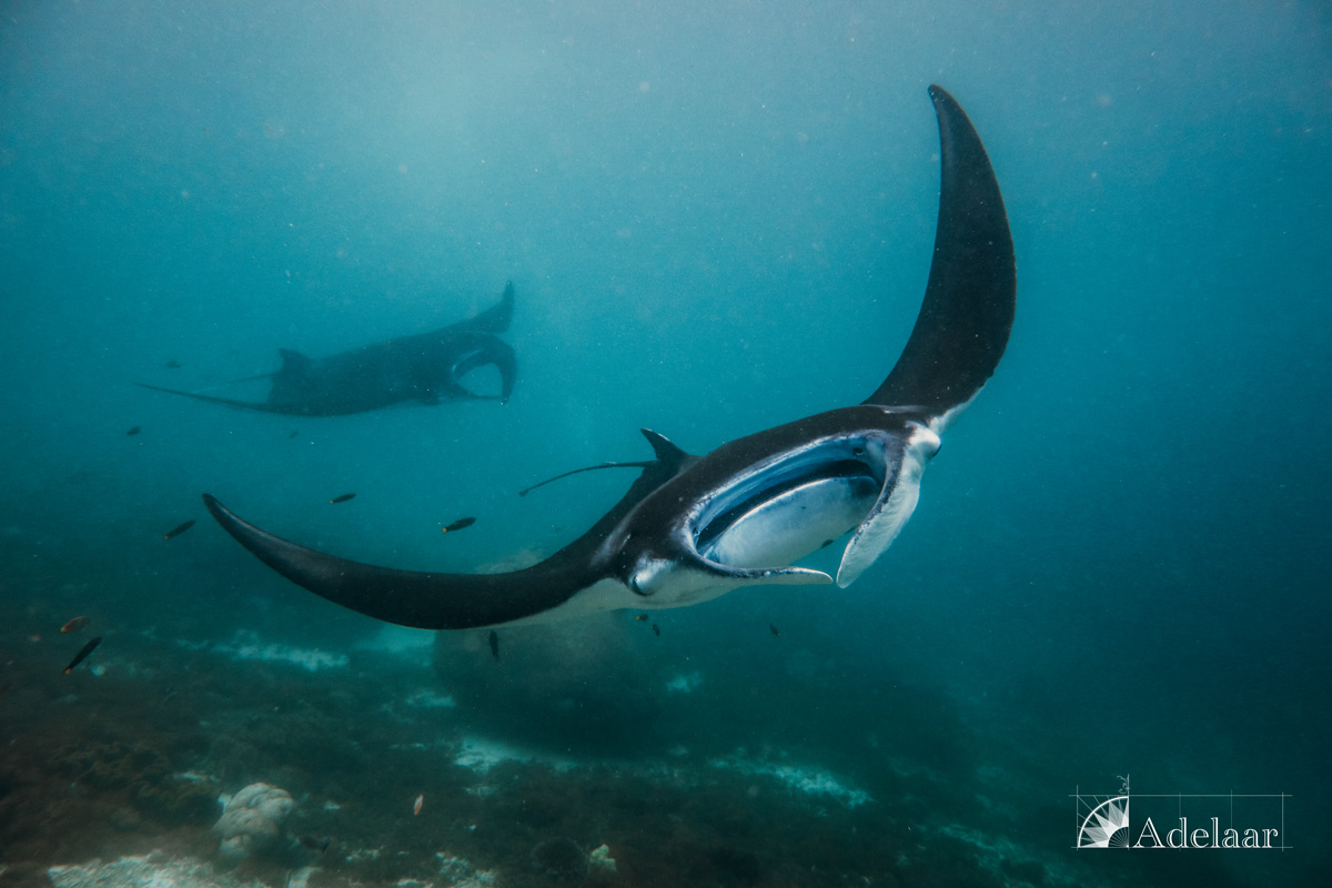 Croisière Indonésie 
