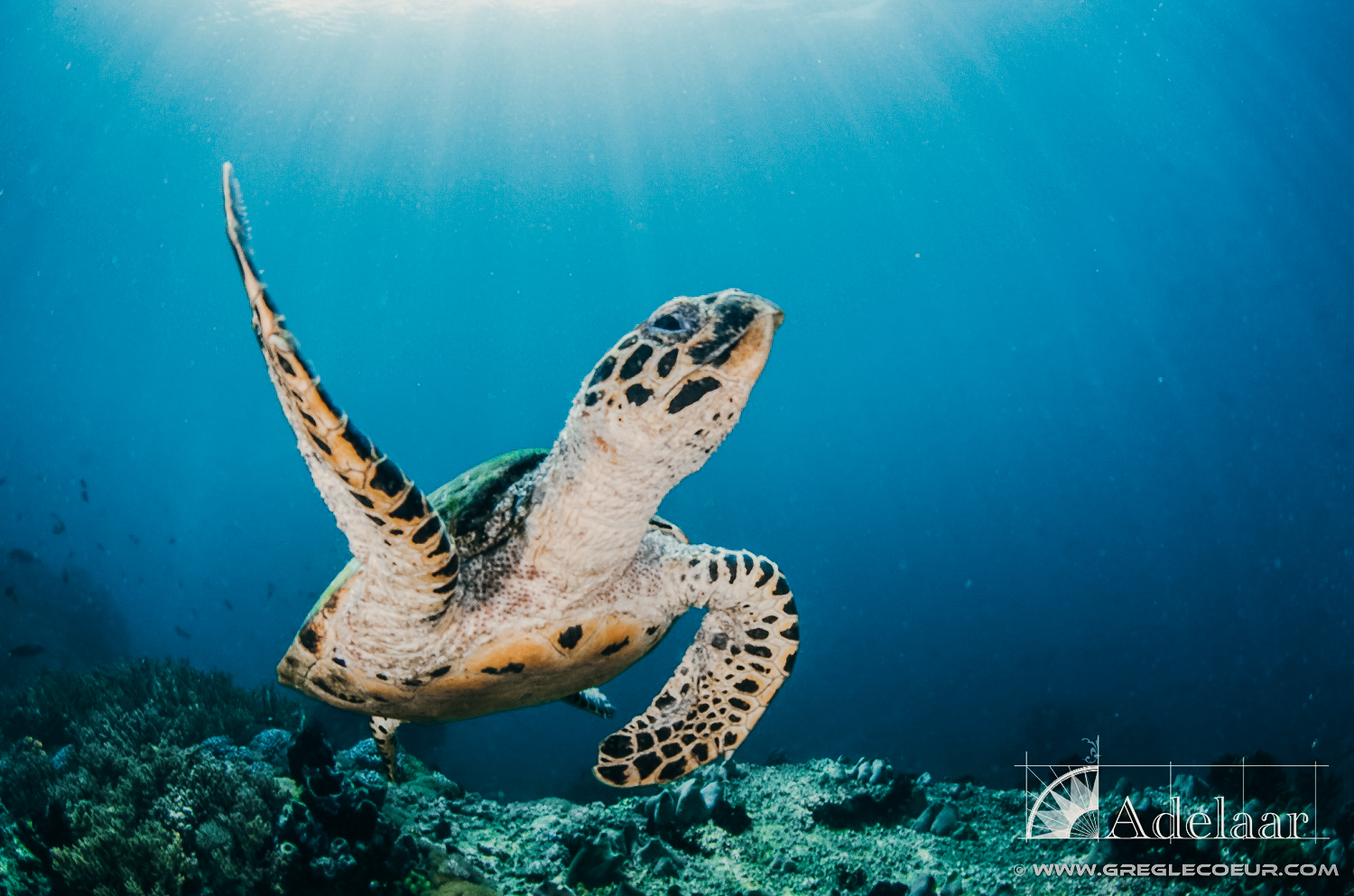 Croisière Indonésie 