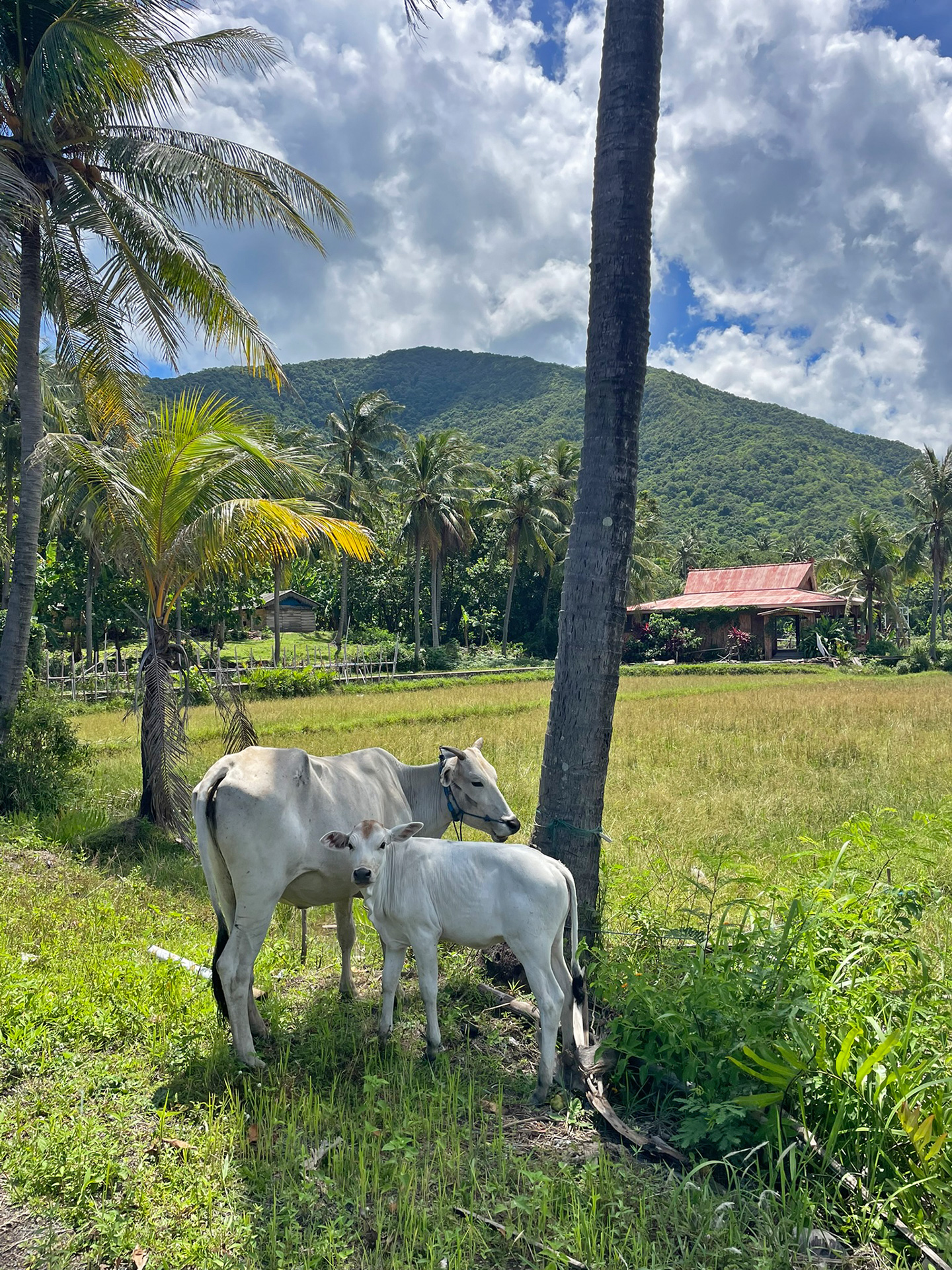 Archipel de Karimunjawa - Java - Indonésie
