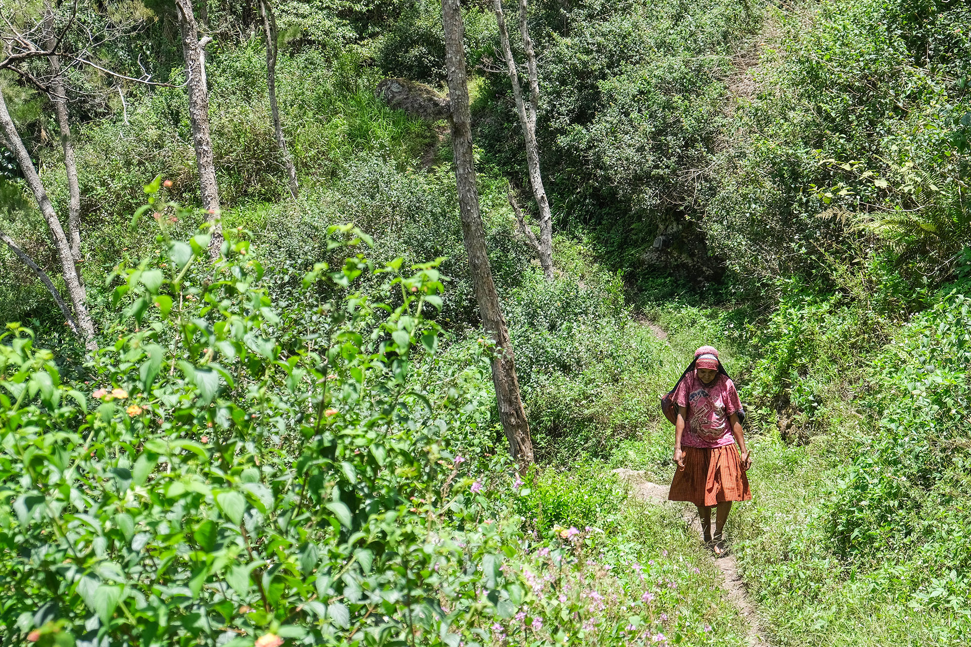 vallée de Baliem - Papouasie - Indonésie
