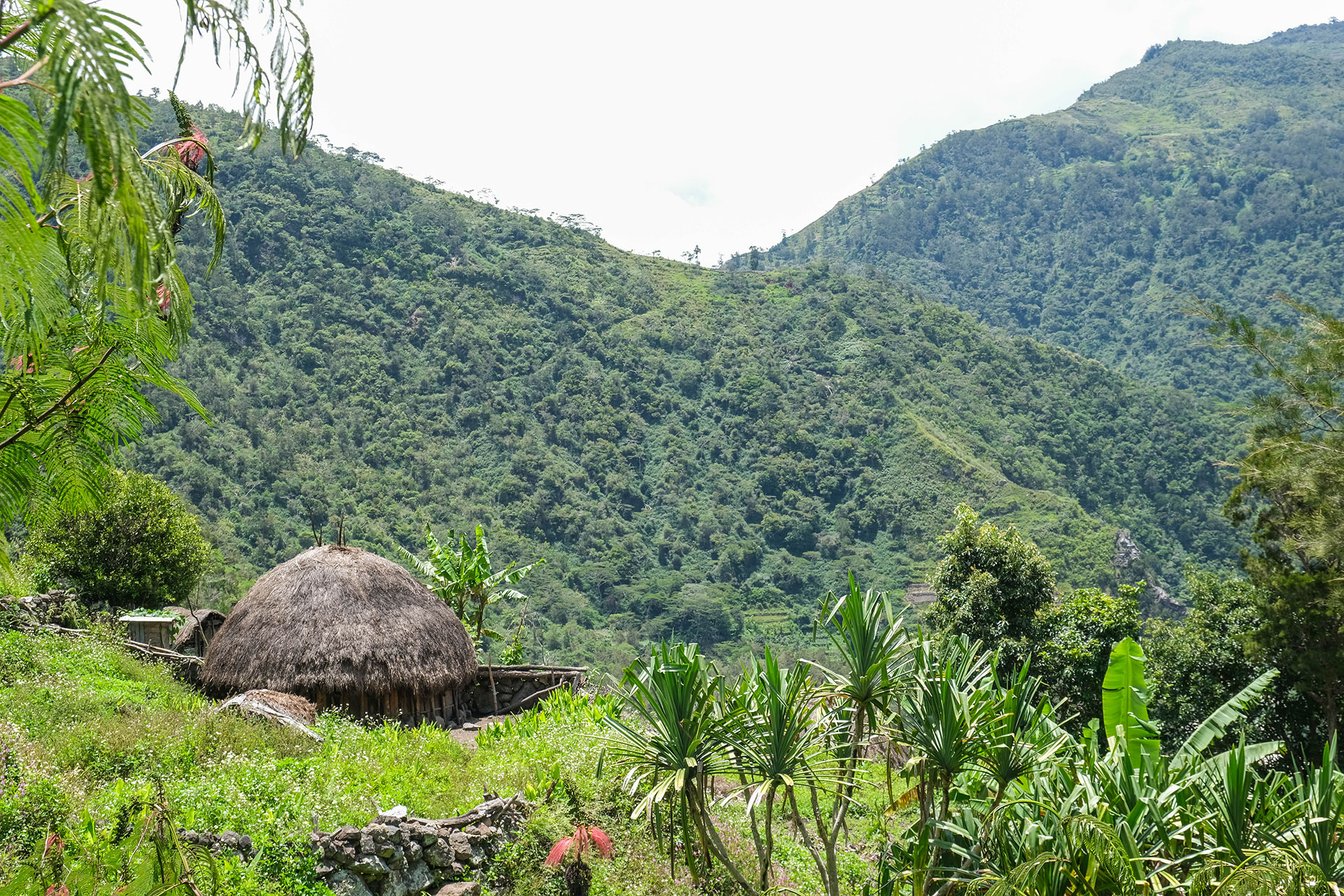 vallée de Baliem - Papouasie - Indonésie