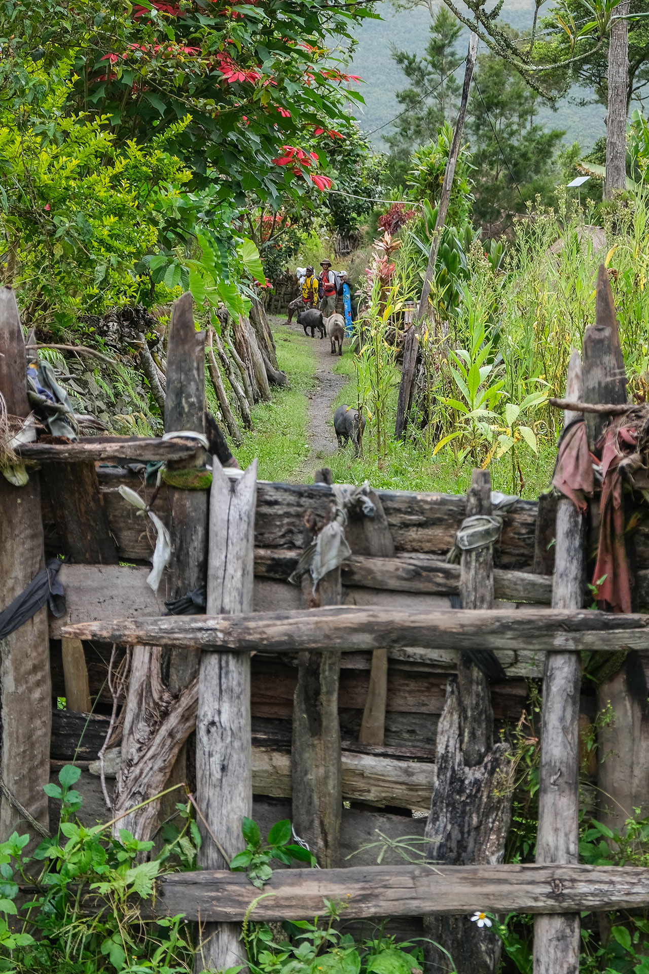 vallée de Baliem - Papouasie - Indonésie