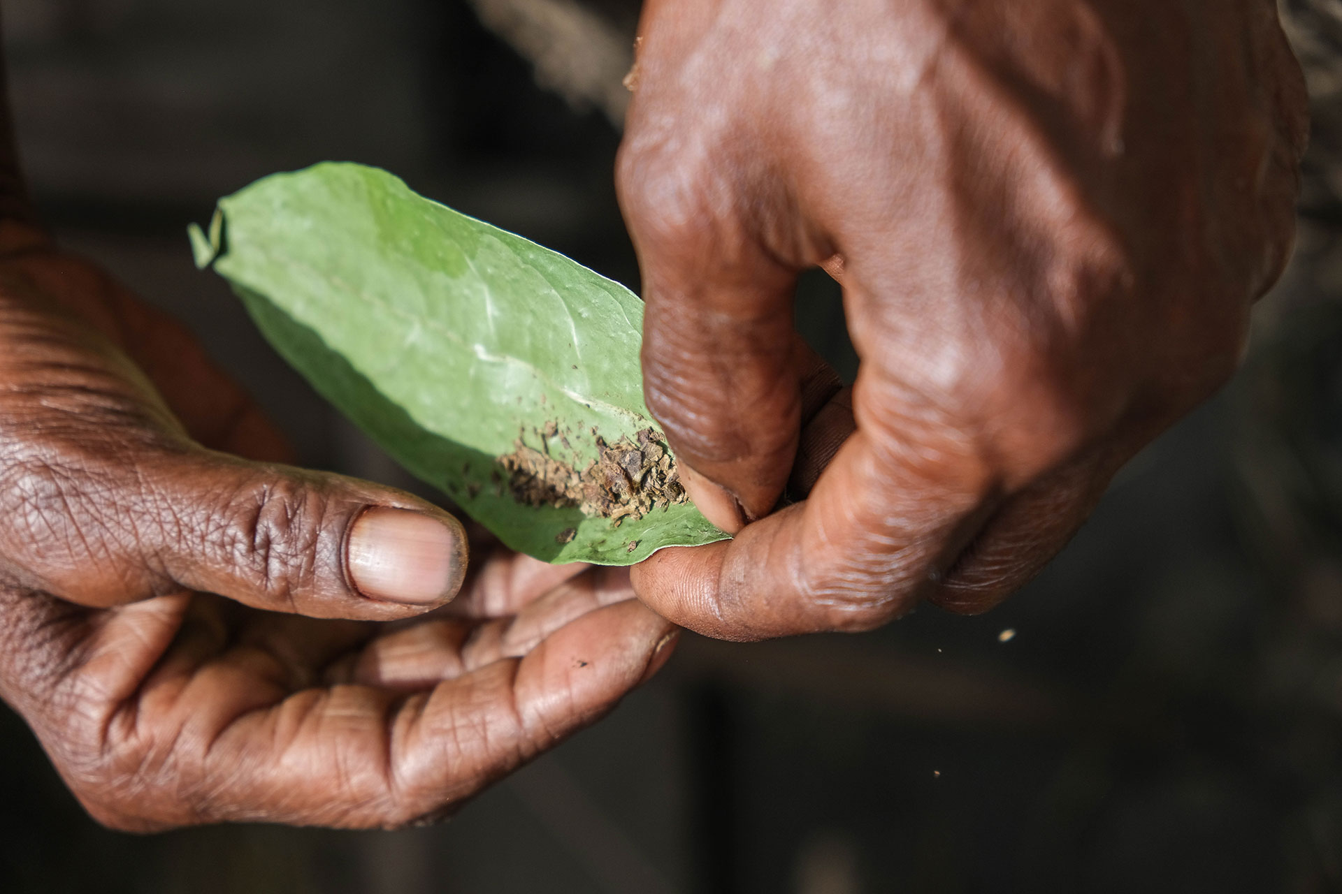 vallée de Baliem - Papouasie - Indonésie