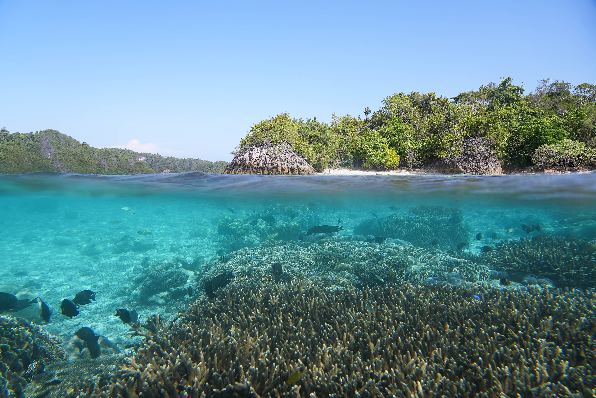 Raja Ampat 