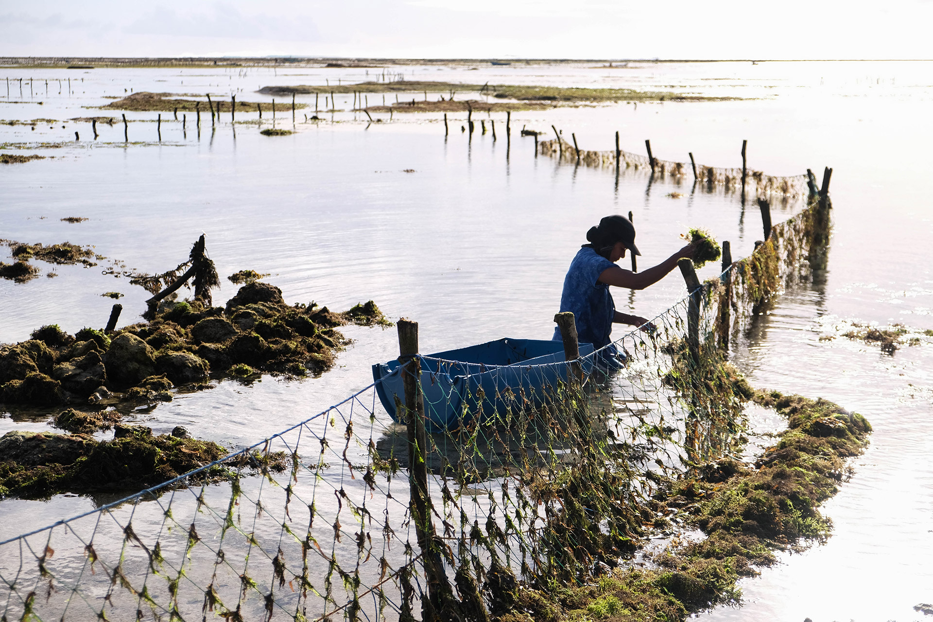 ile de Rote - Indonésie