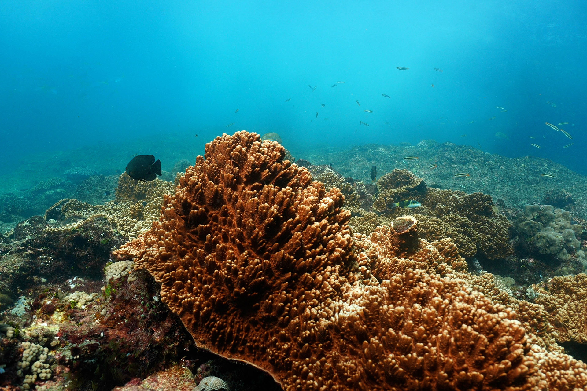 ile de Rote - Indonésie