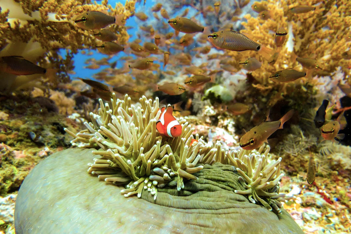 ile de Rote - Indonésie