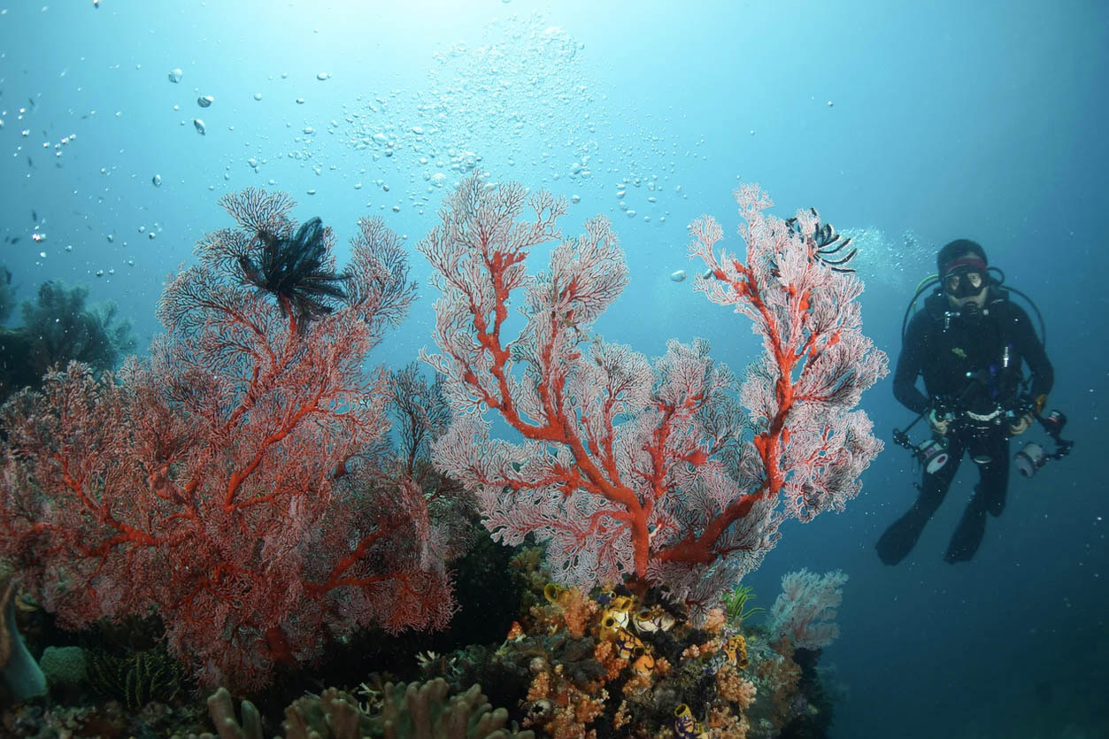 ile de Rote - Indonésie