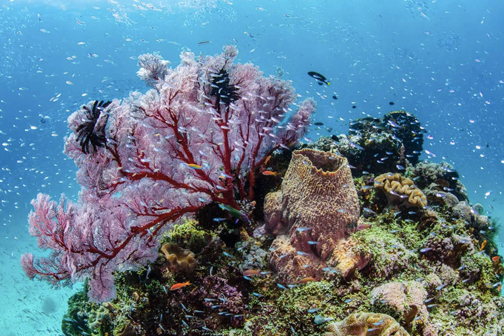 ile de Rote - Indonésie