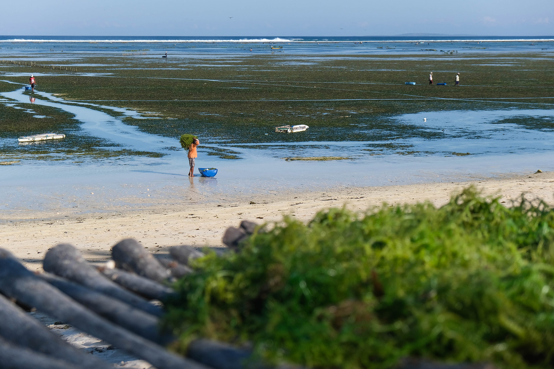 ile de Rote - Indonésie