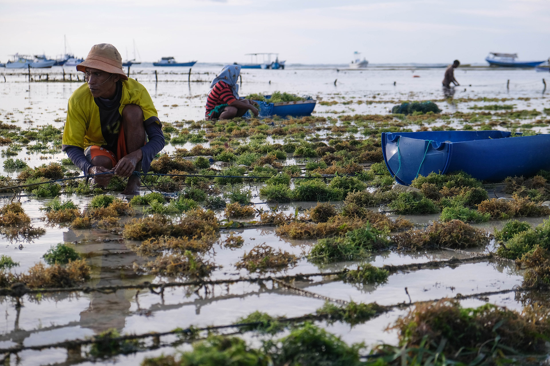 ile de Rote - Indonésie