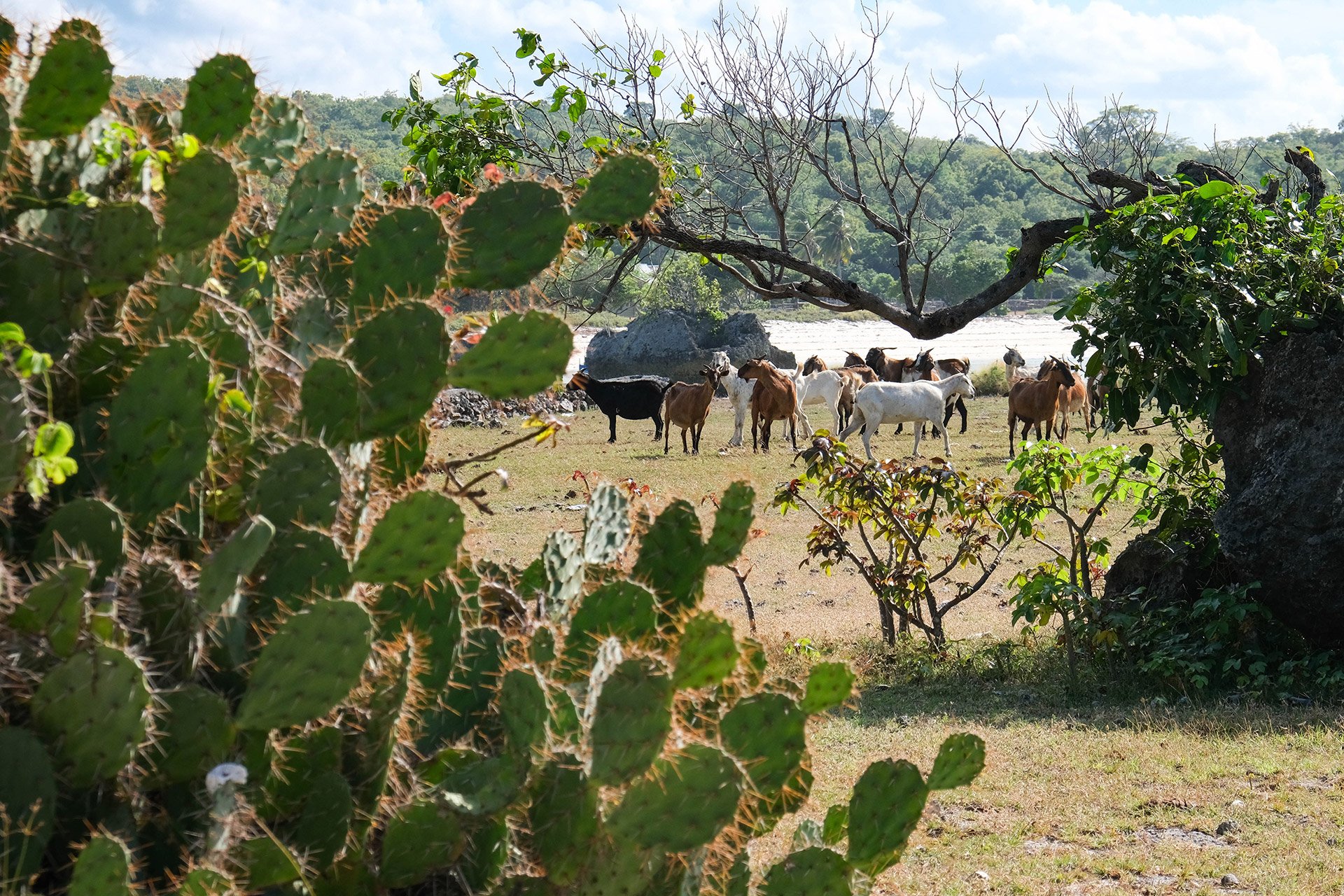 ile de Rote - Indonésie