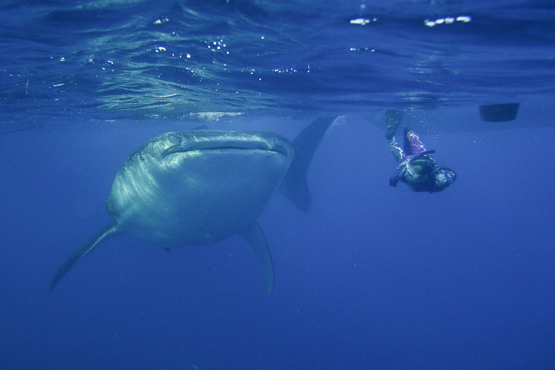 sumbawa requins baleines 