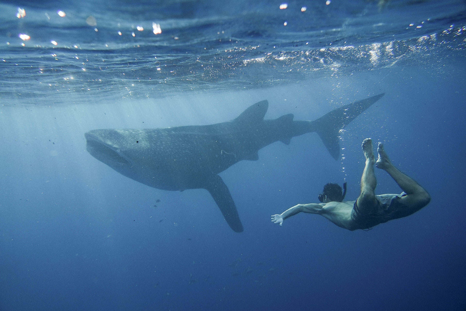 sumbawa requins baleines 