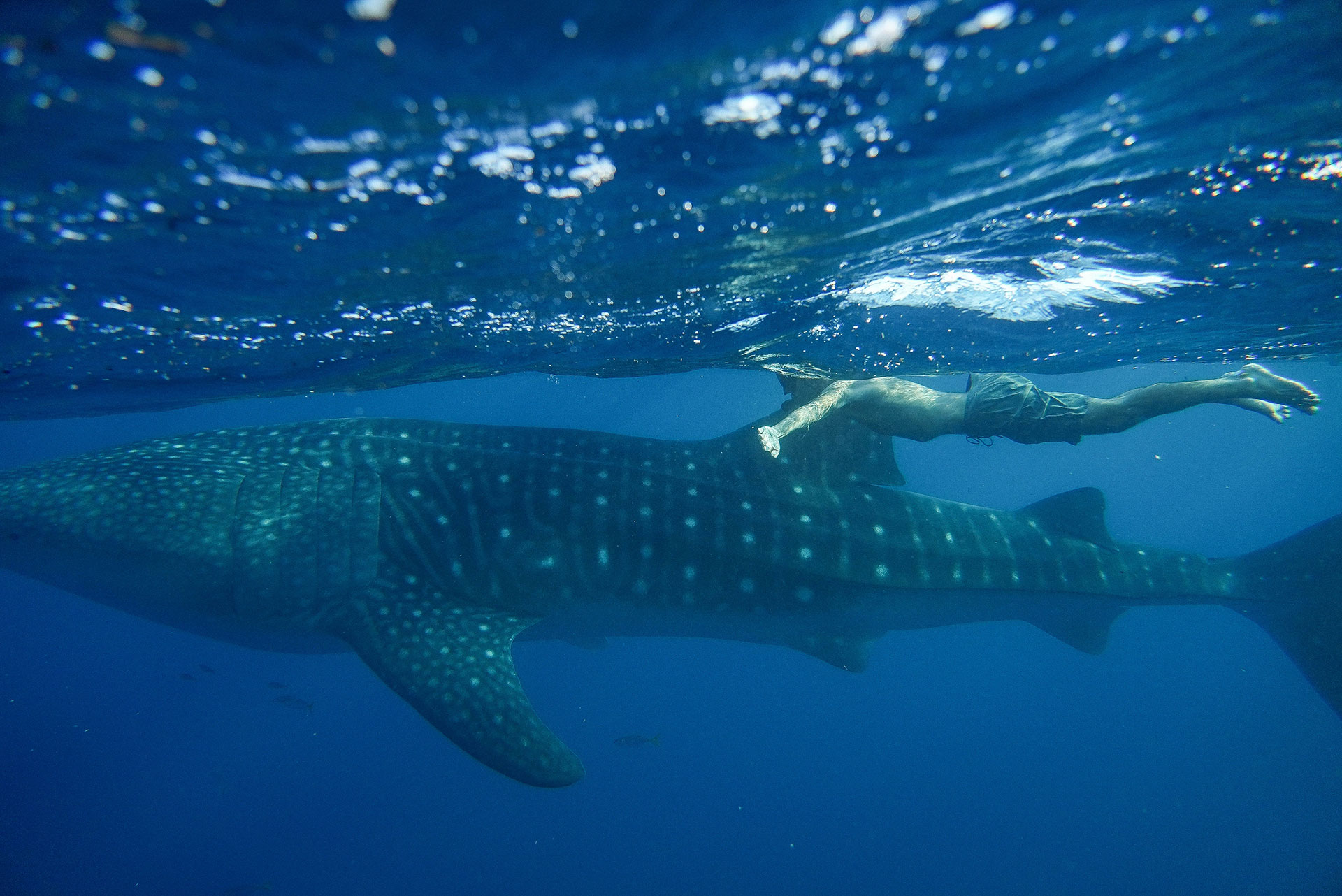 sumbawa requins baleines 
