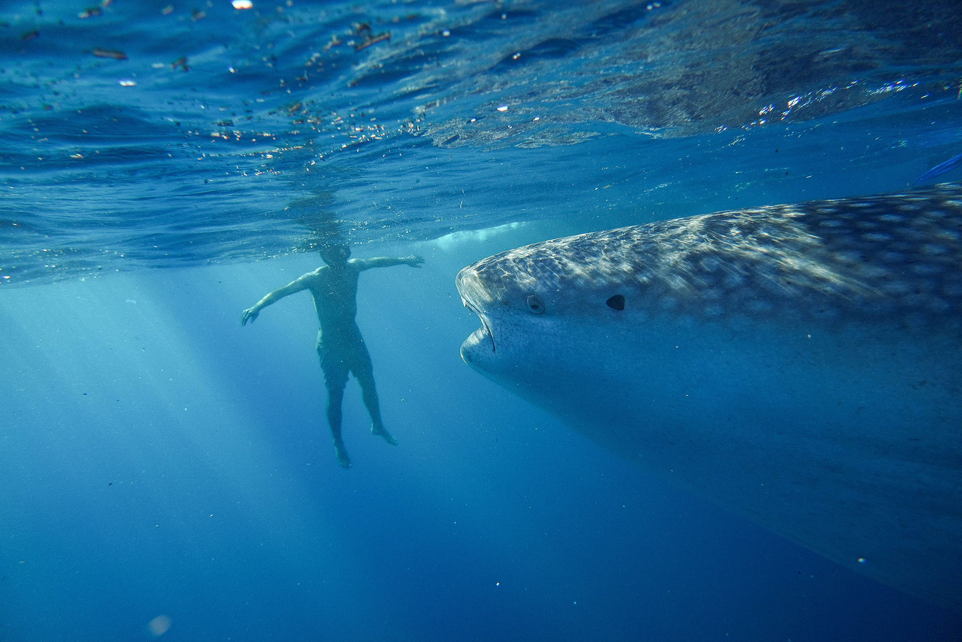 sumbawa requins baleines 