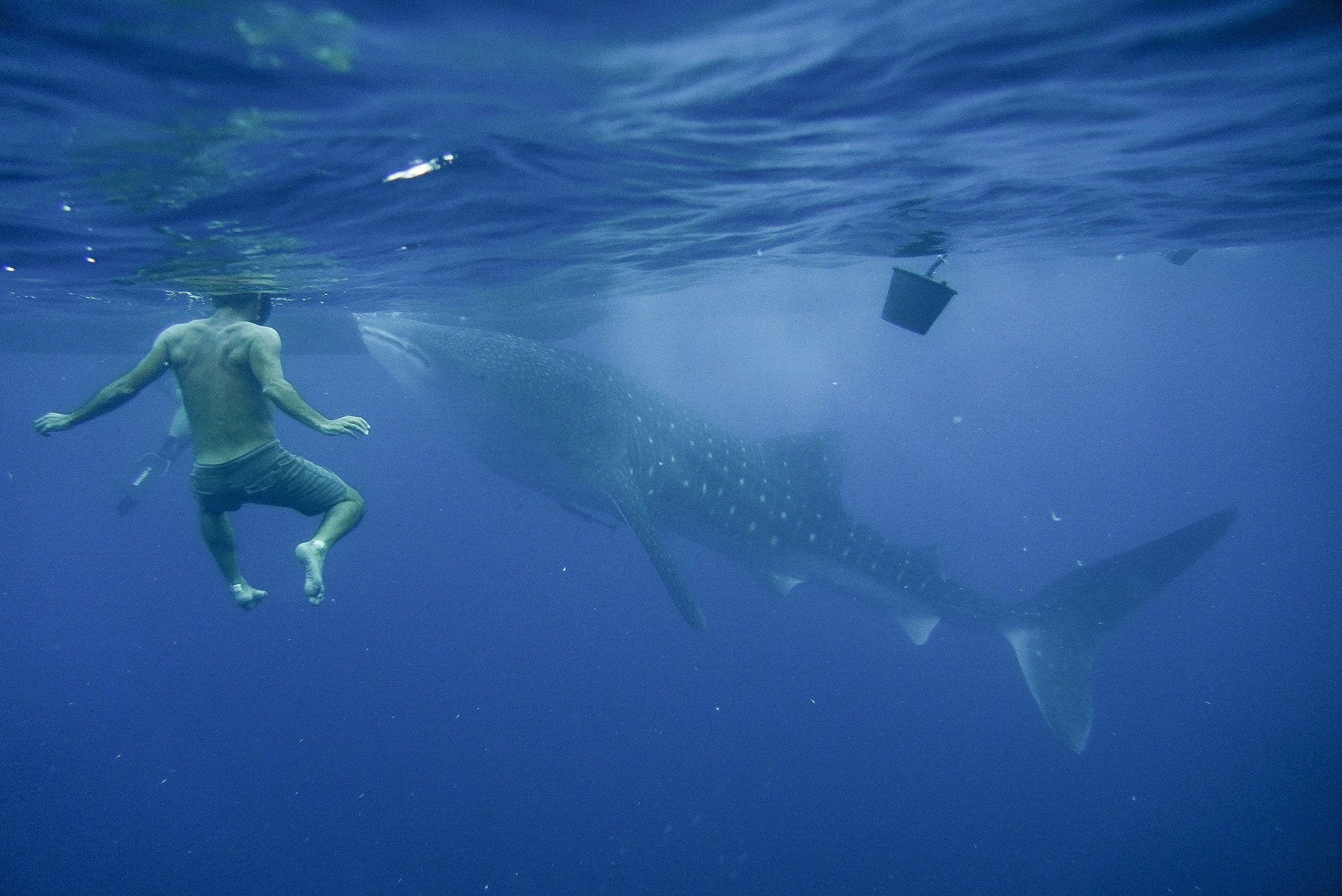 sumbawa requins baleines 