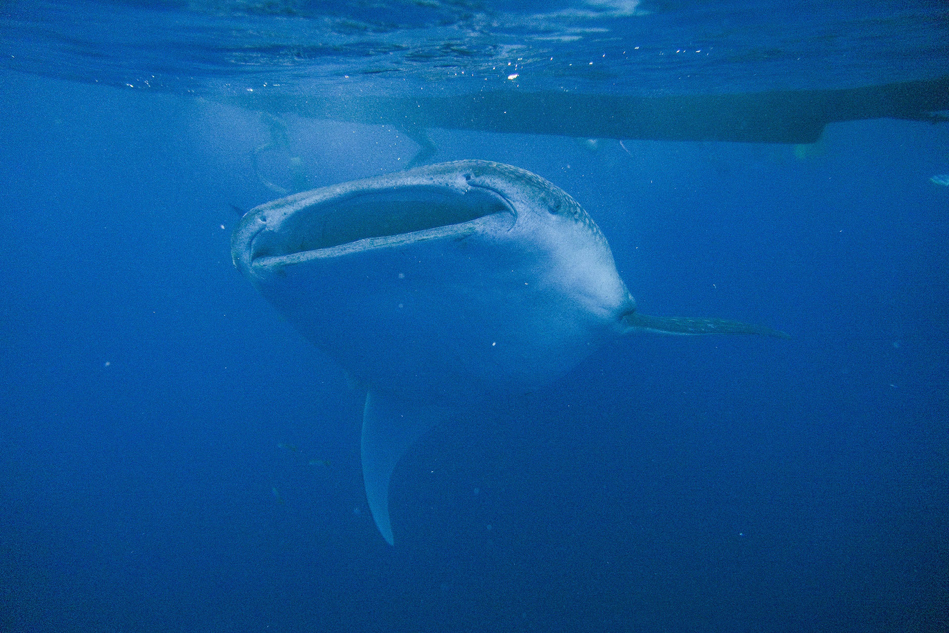 sumbawa requins baleines 