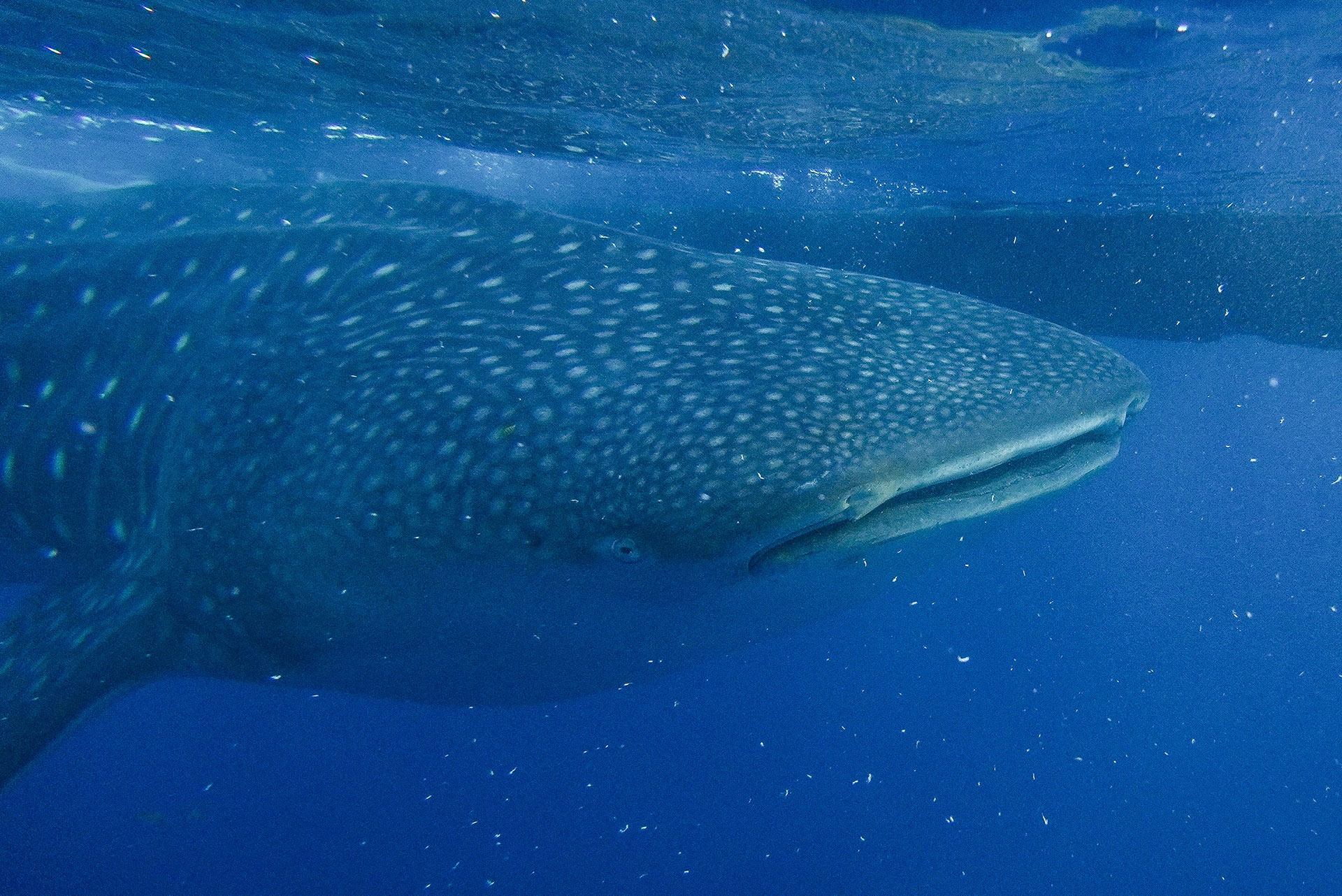 sumbawa requins baleines 
