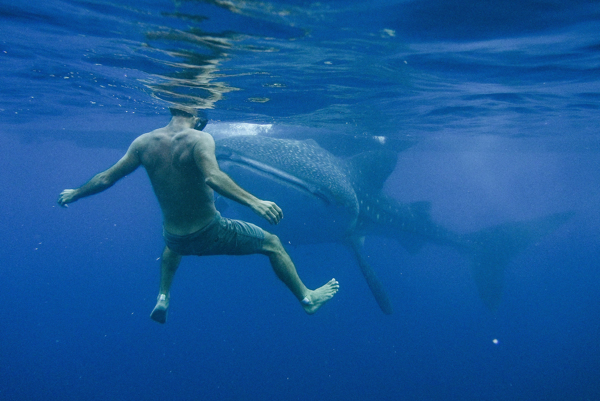 sumbawa requins baleines 