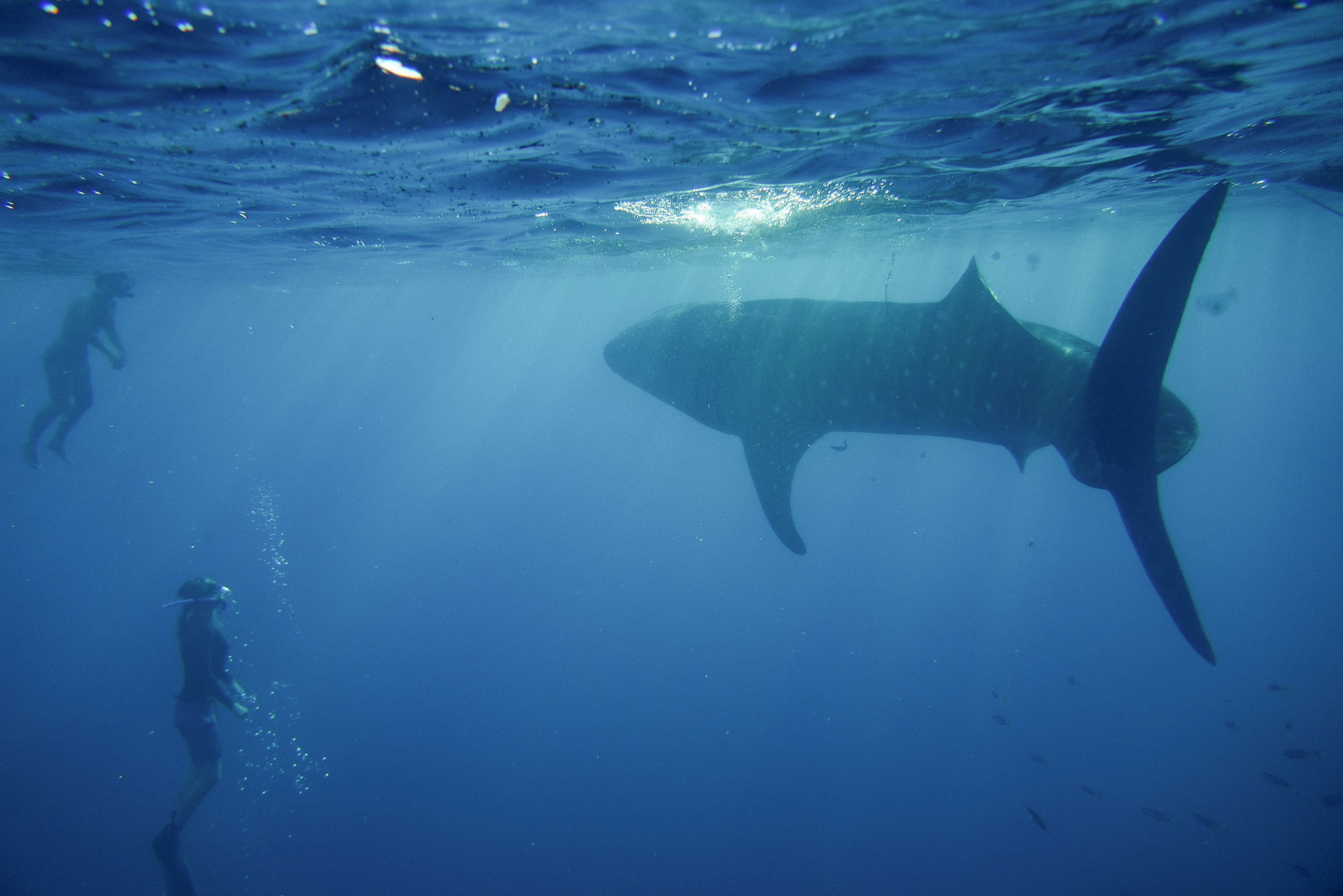 sumbawa requins baleines 