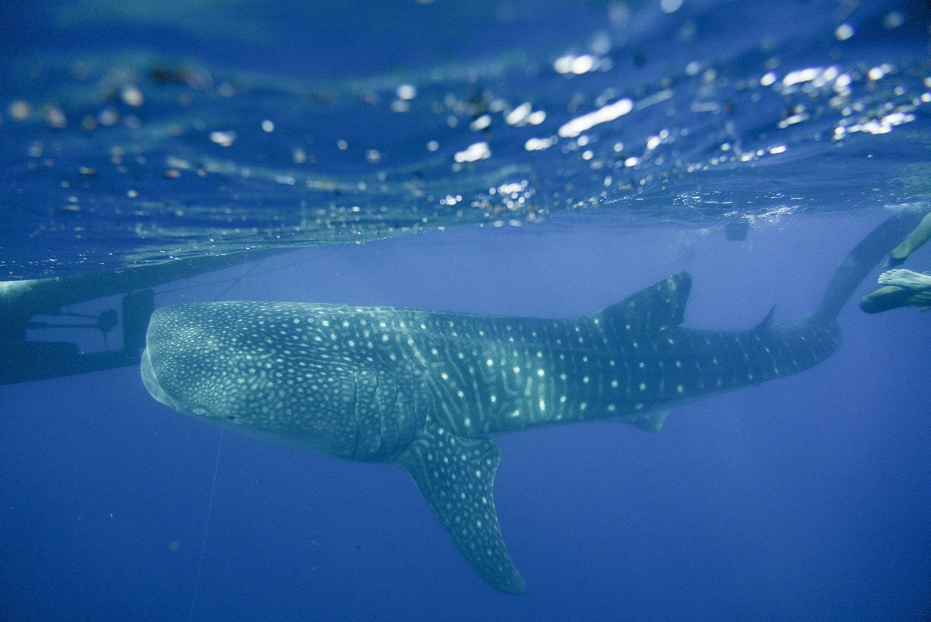 sumbawa requins baleines 