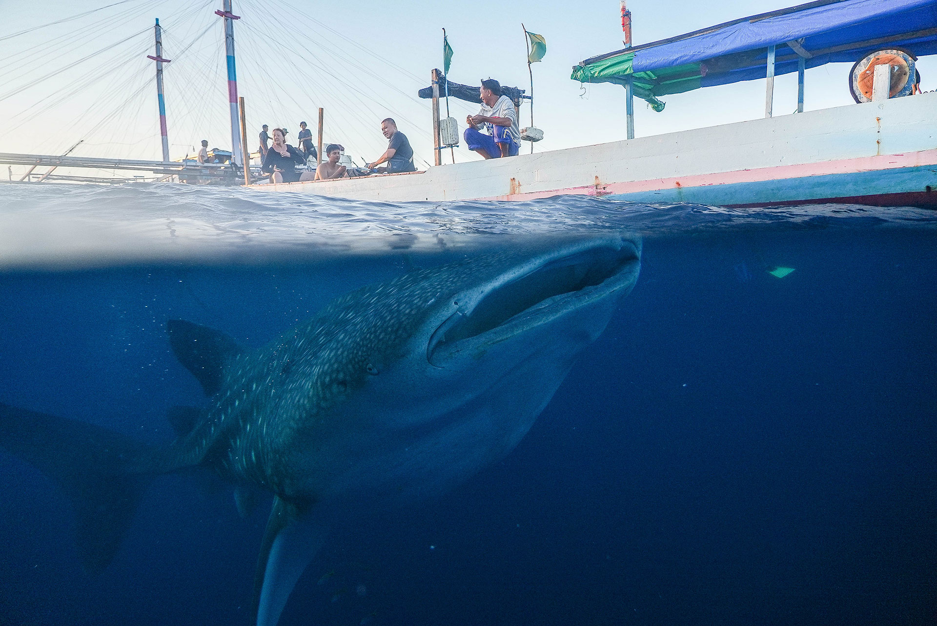 sumbawa requins baleines 