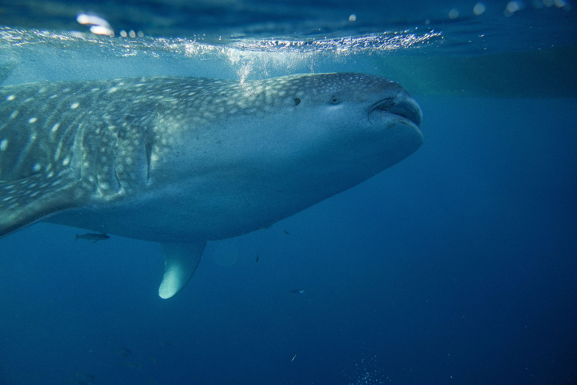 sumbawa requins baleines 