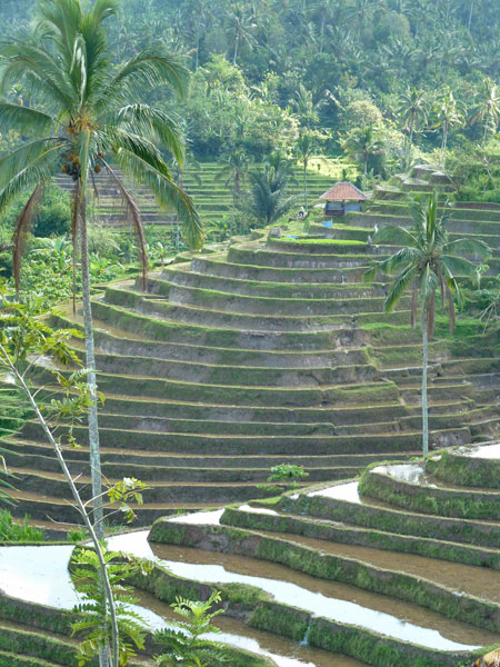 hôtel Bali CAEL