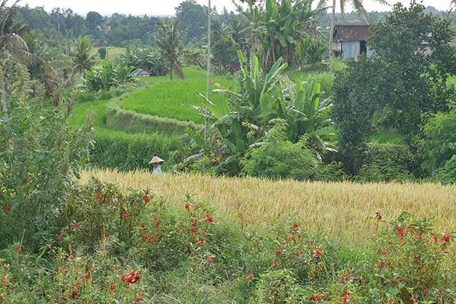Chez l'habitant à Bali CHMA