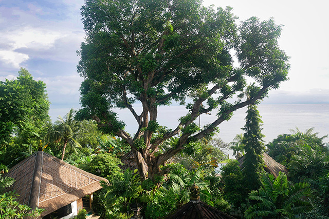 hôtel Bali CMAME