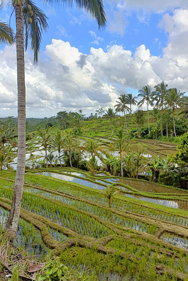 hôtel Bali cmjat