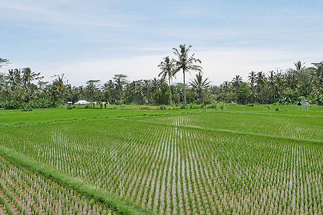 hôtel Bali CMPAP