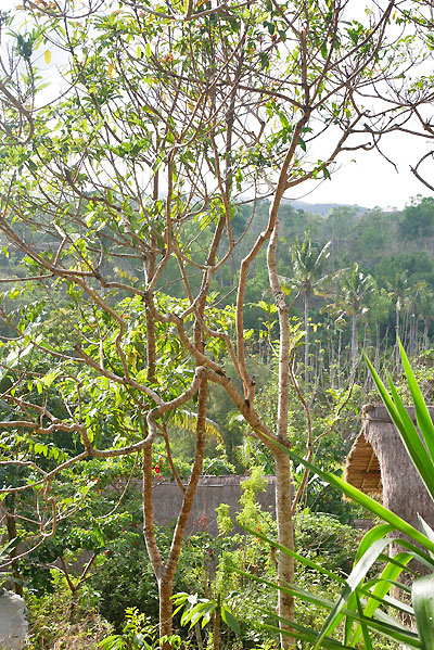 hôtel Nusa Penida CSNUP