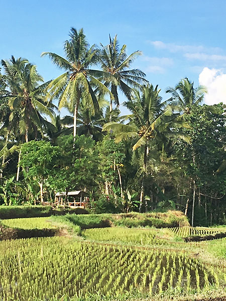 Chez l'habitant à Bali Awik