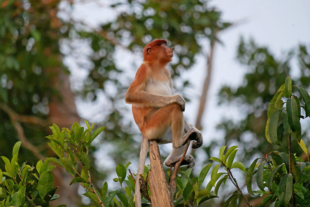 croisiere borneo