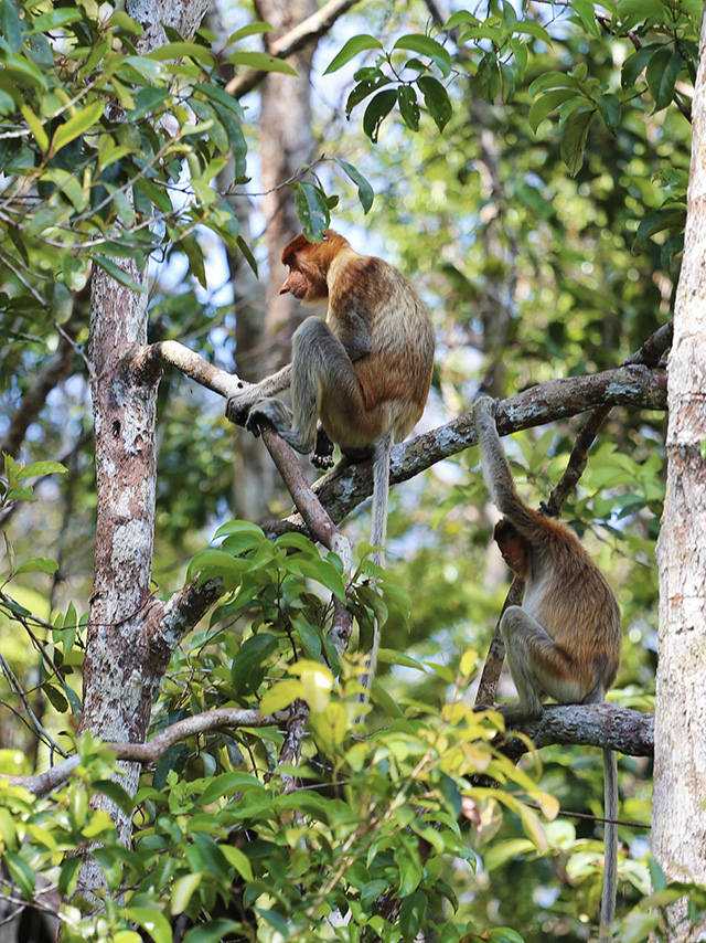 croisiere borneo