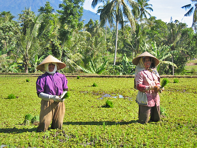 Kawa Ijen Java