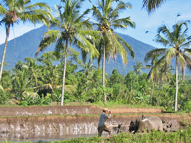Kawa Ijen Java