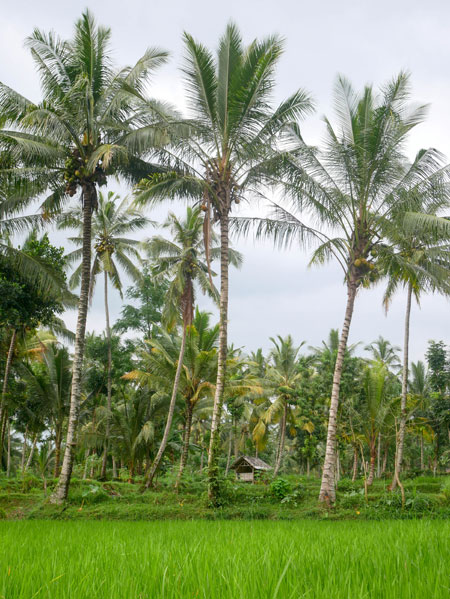 Lombok