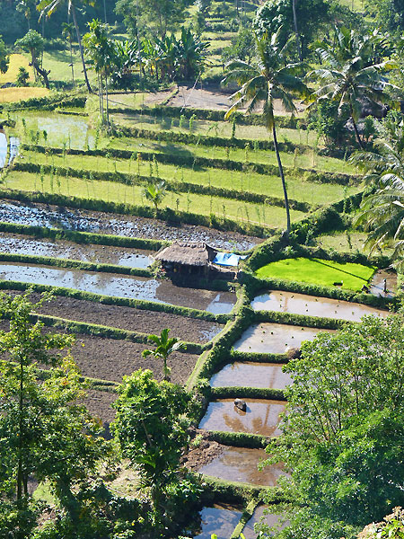 Lombok