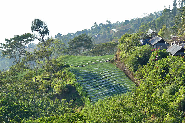 Trek Muntigunung Batur