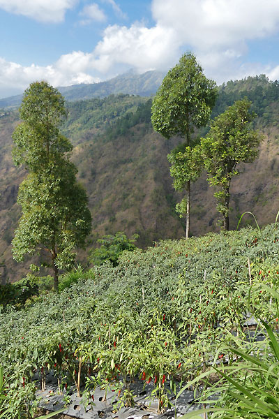 Trek Muntigunung Batur