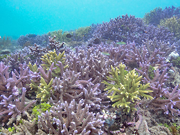 Ocean Gardener Bali