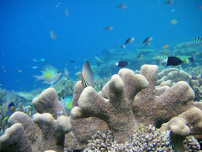 plongée Bali