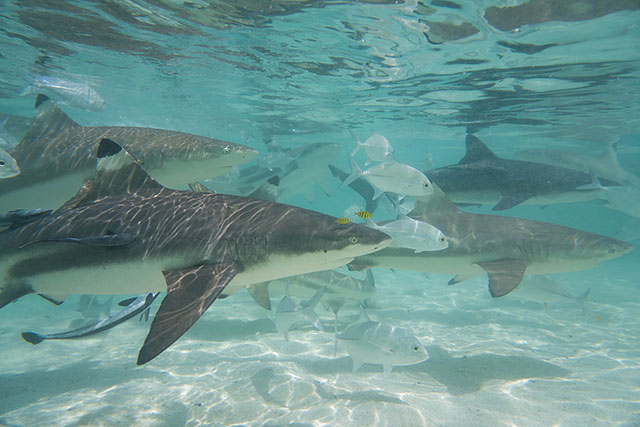 plongée Bali requin
