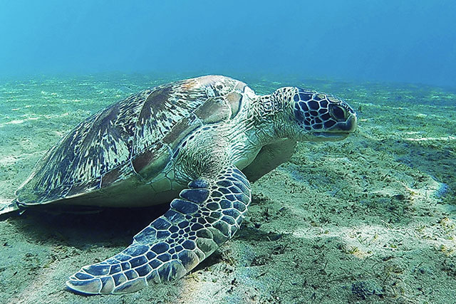 plongée Bali tortue