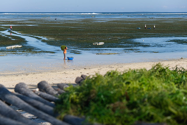 ile de Rote - Indonésie